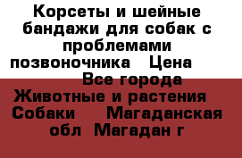 Корсеты и шейные бандажи для собак с проблемами позвоночника › Цена ­ 2 500 - Все города Животные и растения » Собаки   . Магаданская обл.,Магадан г.